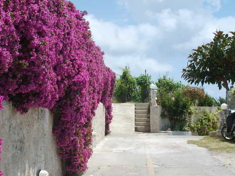 Villa Natalina Forio di Ischia Exteriör bild